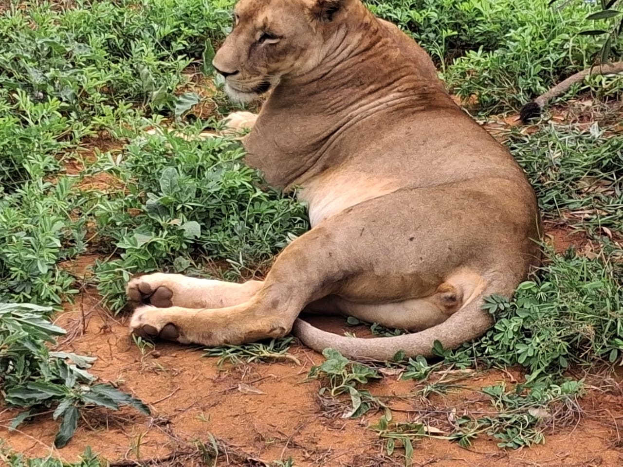 Leonessa distesa nella vegetazione durante un safari in Kenya