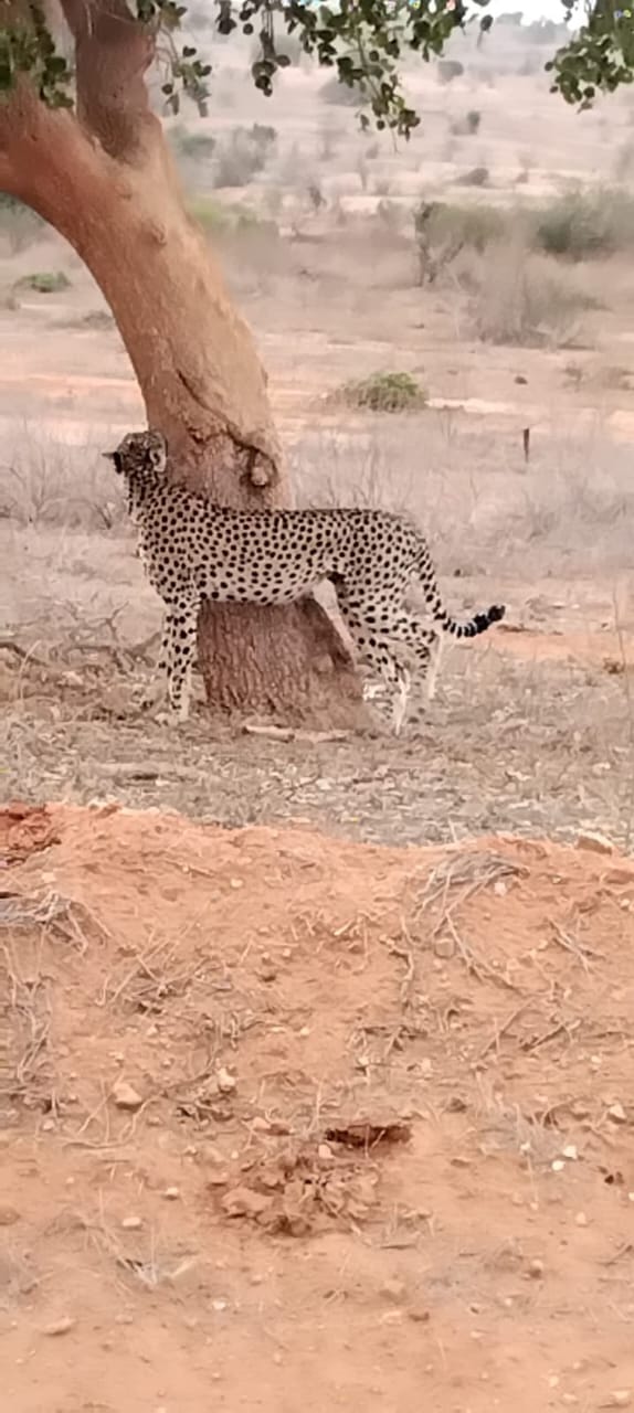 Leopardo nella terra rossa della savana