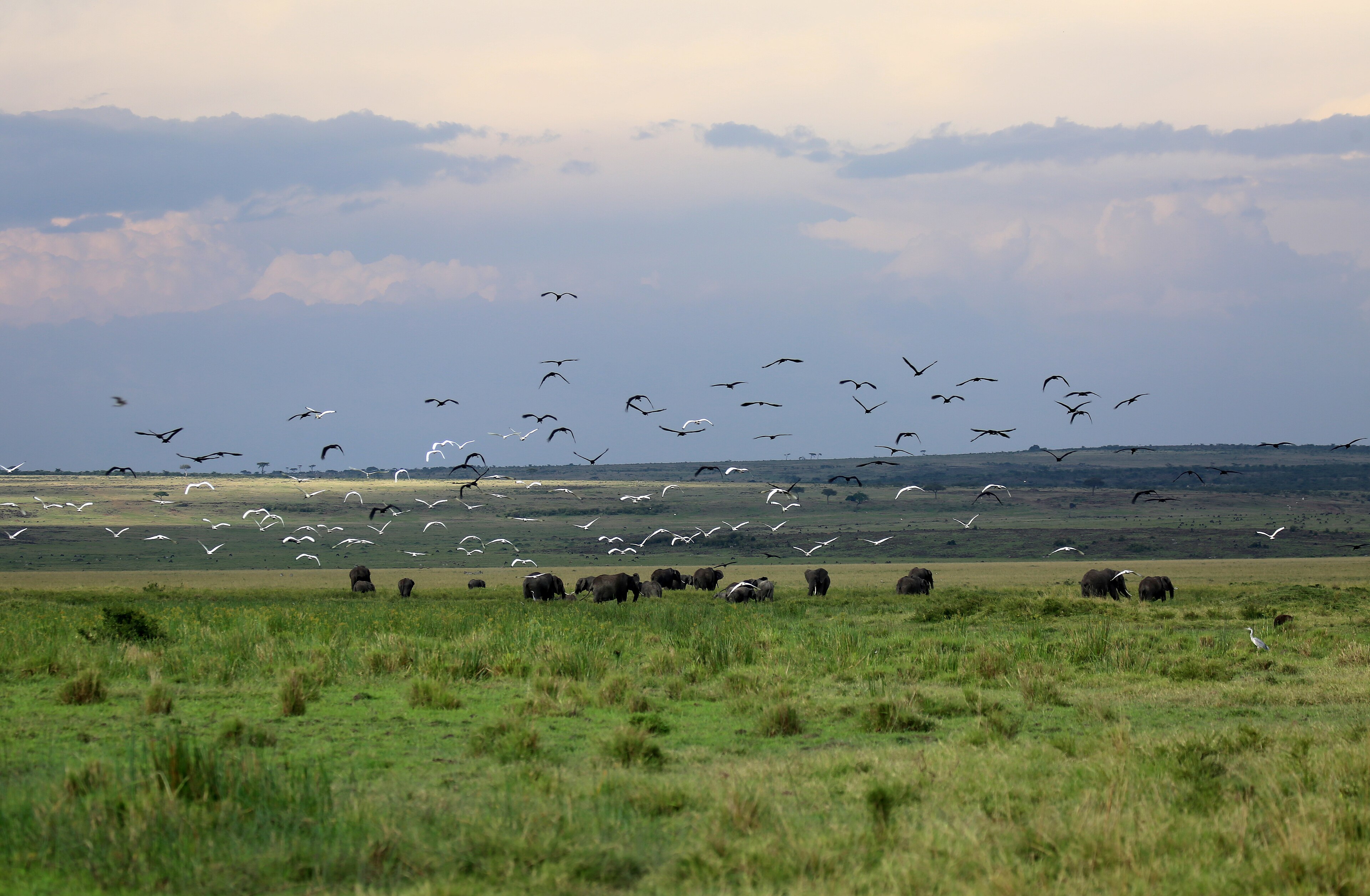 Un branco di elefanti fra gli uccelli del Maasai Mara