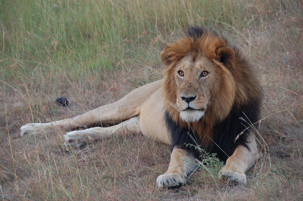 Leone maschio disteso nell’erba del Maasai Mara