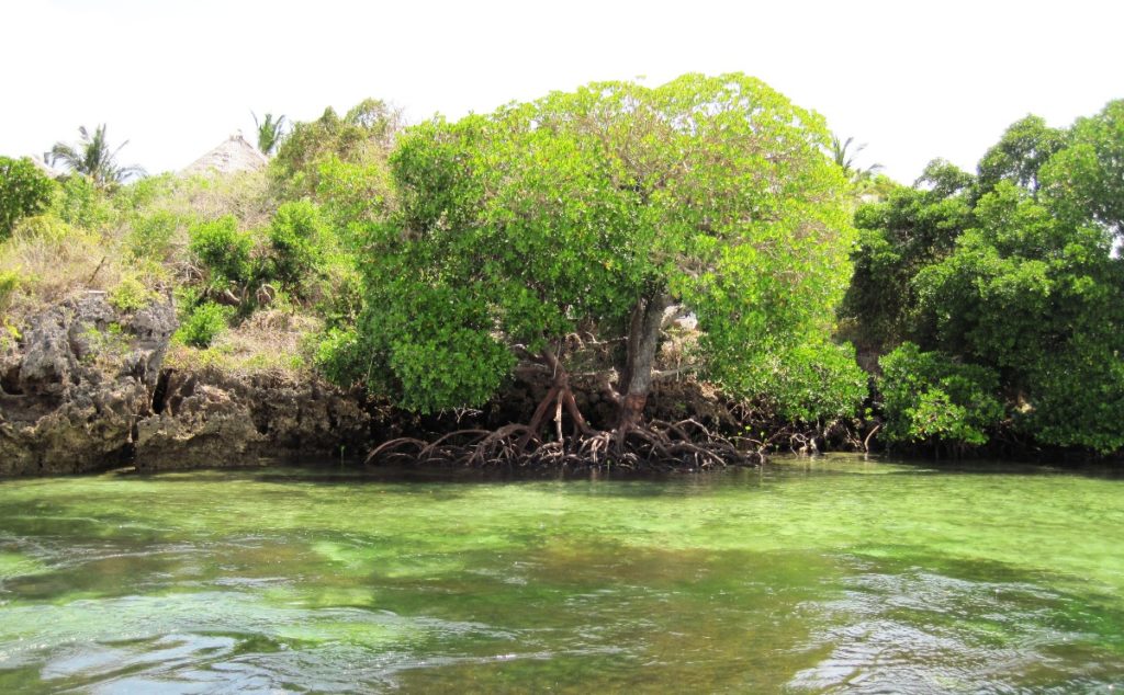 Canale di acqua verde fra le mangrovie durante il Safari Blu