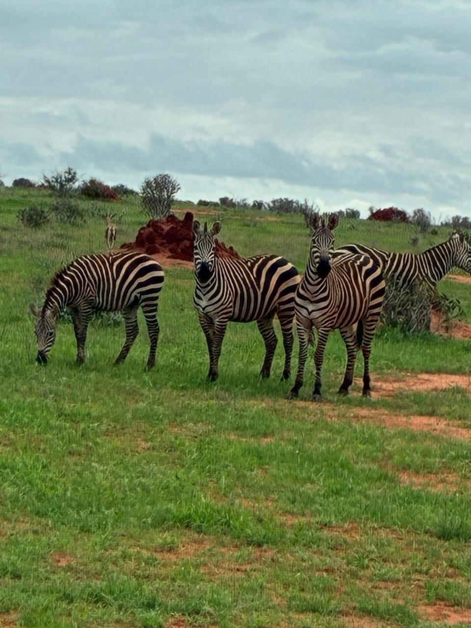 Zebre nella vegetazione della savana