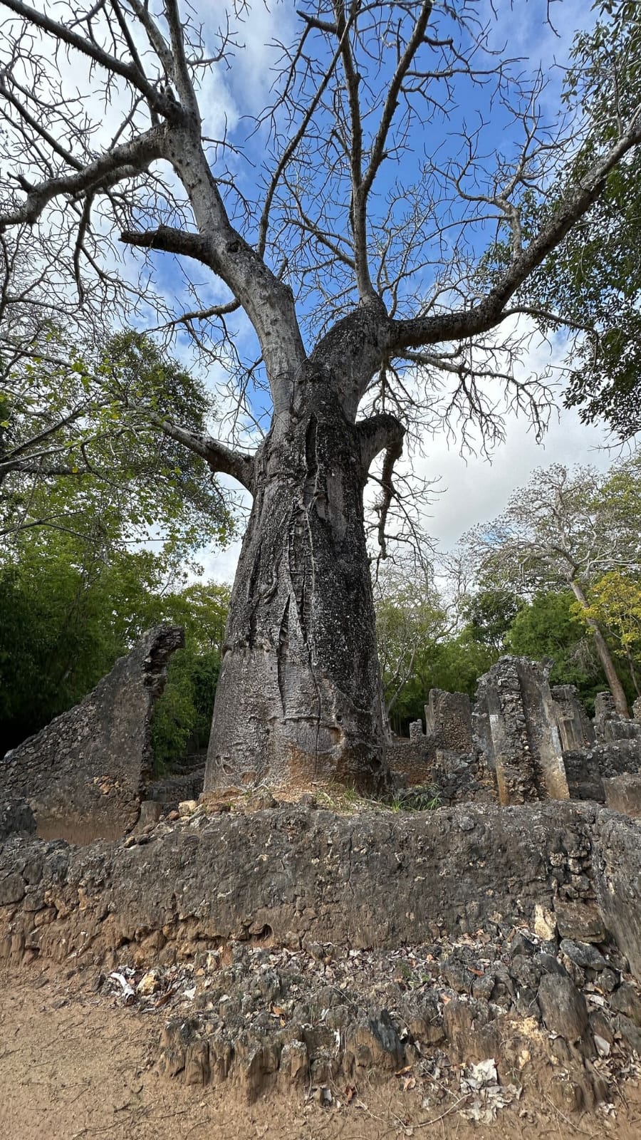 Il grande baobab tra le rovine di Gede
