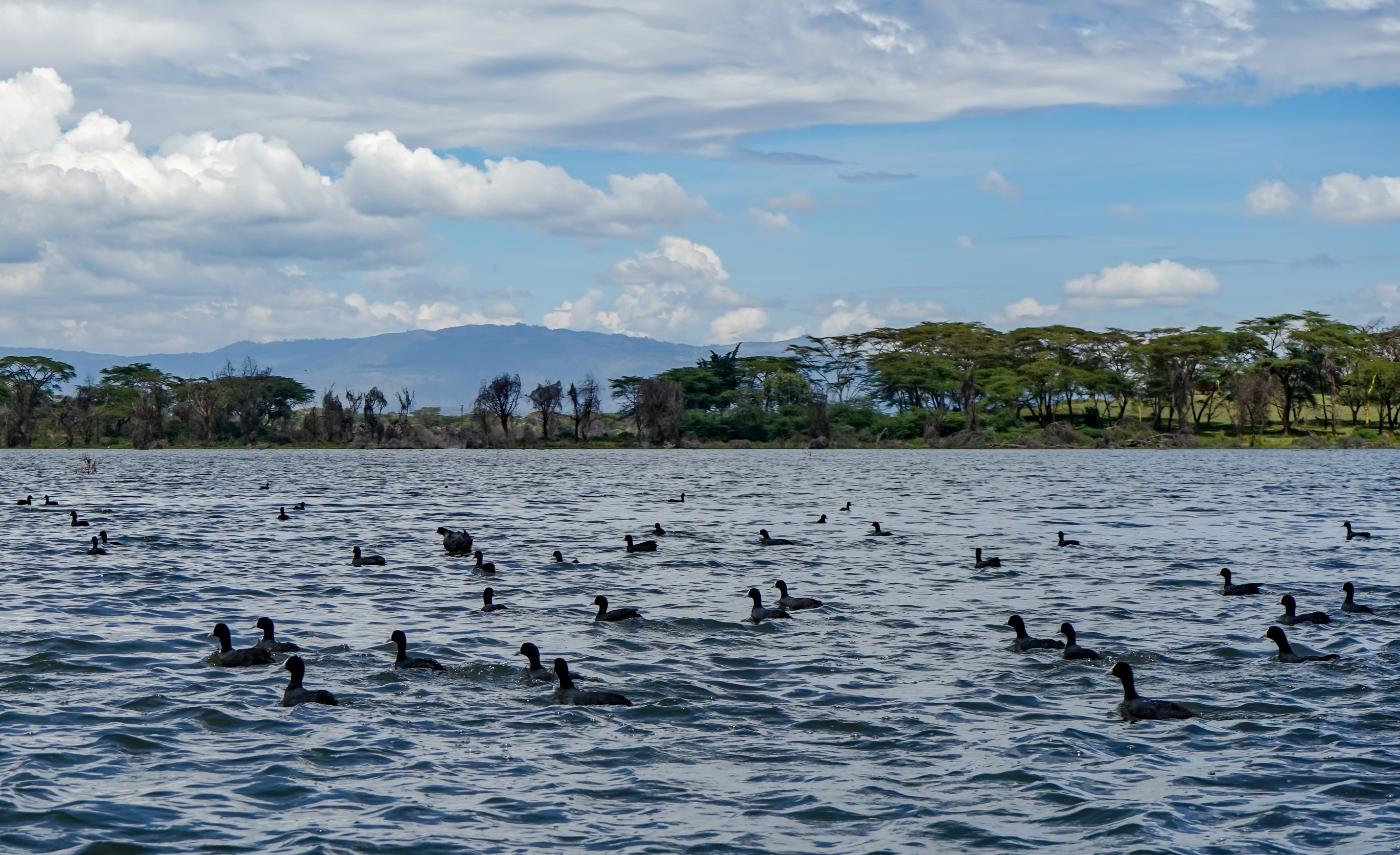 Il Lago di Naivasha con gli uccelli acquatici e le colline della Rift Valley